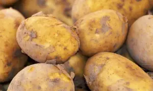Jaka odmiana ziemniaka na frytki? Sekrety idealnej chrupkości.