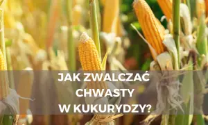 Jak skutecznie zwalczyć chwastnicę jednostronną w uprawach kukurydzy