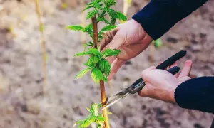 Dłonie przycinają młody krzak malin, przygotowując go do obfitych plonów.