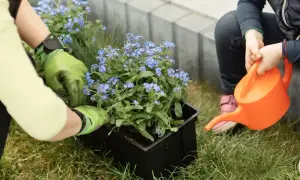 Dziecko podlewa niezapominajki w doniczce, podczas gdy druga osoba w zielonych rękawiczkach sadzi kwiaty.