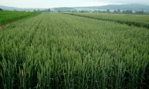 Zielone pole pszenicy, zapowiadające obfite plony. Widać, ile zboża z hektara można uzyskać przy dobrych warunkach.