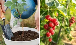 Sadzenie malin w ogrodzie. Po lewej młoda sadzonka, po prawej dojrzałe maliny w słońcu.