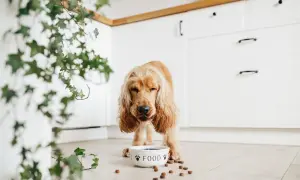 Złoty piesek czeka na jedzenie. Miska z napisem "FOOD" i rozsypane chrupki to wskazówka, jak karmić psa.
