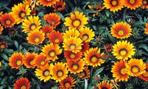 Wiele kwiatów gazania błyszcząca w odcieniach pomarańczu i żółci, z ciemnymi środkami, tworzy barwny kobierzec.