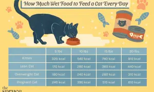 Chart shows how much wet food to feed a cat daily based on weight and life stage, from kittens to pregnant cats.