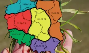 Mapa Polski podzielona na regiony z datami siewu pszenicy ozimej.