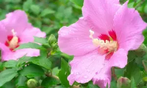 Różowy hibiskus kwitnie w żyznej ziemi, jego płatki pokryte kroplami deszczu.