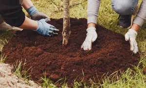 Manos enguantadas ayudan a plantar árboles, cubriendo la tierra alrededor de un joven tronco.
