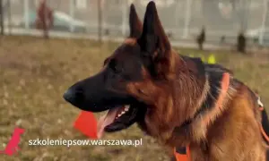 Szkolenie owczarka niemieckiego: Poznaj klucz do posłusznego psa!
