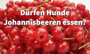 Ein Haufen roter Johannisbeeren mit der Frage: "Dürfen Hunde Johannisbeeren essen?
