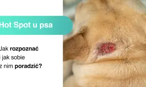 Zbliżenie na zaczerwienioną, podrażnioną skórę na szyi psa z widocznym stanem zapalnym.