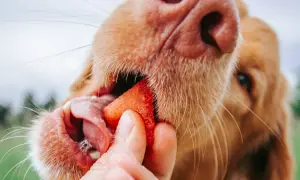 Ein Hund genießt ein Stück Wassermelone, das ihm von einer Hand gereicht wird.