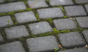 Szary bruk z mchem między kostkami. Dowiedz się, jak usunąć mech z kostki, by odzyskać czysty wygląd.