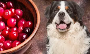 A Bernese Mountain Dog looks curiously at a bowl of cranberries, prompting the question: can dogs eat cranberries?