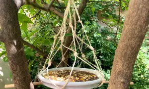 Comedero para pájaros hecho a mano, colgando entre árboles. Semillas y maíz esperan a los visitantes.
