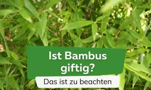 Grüner Bambus im Fokus. Die Frage "Ist Bambus giftig?" wird thematisiert, mit dem Zusatz "Das ist zu beachten".