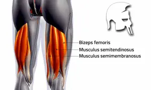 Detailansicht der Knie Anatomie: Muskeln des Oberschenkels, wie Bizeps femoris, semitendinosus und semimembranosus.