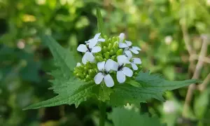 Kleine weiße Blüten der Knoblauchsrauke, bekannt für ihre Heilwirkung, entfalten sich im satten Grün.