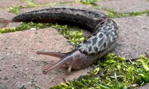 Cętkowany ślimak bez skorupy pełznie po wilgotnej ścieżce z cegły, otoczony bujnym mchem.