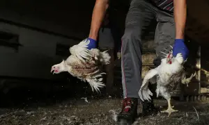 Ile trwa hodowla kurczaka? Zaskakujące fakty o czasie chowu