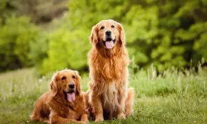 Golden Retriever: Pies czy suczka? Poznaj kluczowe różnice