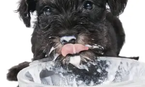 Un cachorro schnauzer negro con la cara cubierta de yogur, lamiendo un cuenco. ¡Los perros pueden comer yogur!