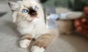 Uroczy kotek rasy ragdoll z niebieskimi oczami, czesany szczotką. Czy ragdoll śmierdzi? Absolutnie nie, pachnie czystością i miłością!