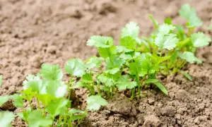 Młode, zielone sadzonki kolendry rosnące w ziemi. Pokazuje, jak siać kolendrę, by cieszyć się świeżymi ziołami.