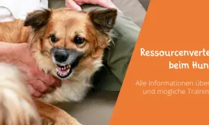 Ein Hund zeigt Zähne, was auf Ressourcenverteidigung hindeutet. Informationen zu Gründen und Trainingsansätzen.