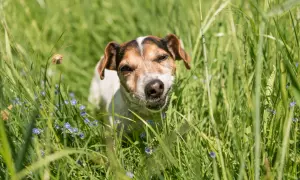 Ein kleiner Hund mit braunen Flecken im Fell steht im hohen grünen Gras und frisst genüsslich. Kleine blaue Blumen blühen um ihn herum.