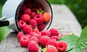 Krupnik malinowy z czym pić? Sprawdź najlepsze kombinacje smakowe i porady