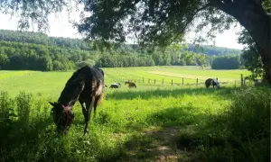 Stadnina na Dębinie - wyjątkowe miejsce dla miłośników koni