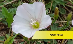 Biały kwiat powoju polnego, który może wymagać oprysku, rozkwita wśród zieleni.