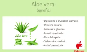 Aloe vera: benefici per digestione, pelle e sistema immunitario. La pianta è mostrata con foglie tagliate e gel.