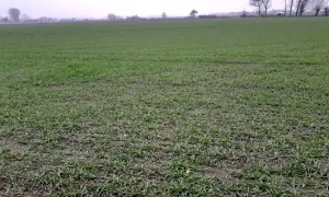 Zielone pole z młodymi roślinami, które dopiero rozpoczynają swój okres wegetacji. W oddali widać drzewa i zabudowania.