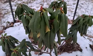 Zimowy rododendron z opadającymi liśćmi, czekający na wiosnę i domowy nawóz.