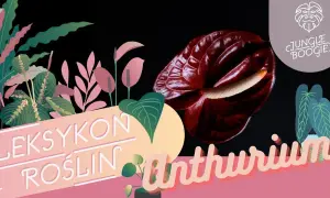 Jak uprawiać anturium: unikaj najczęstszych błędów w pielęgnacji