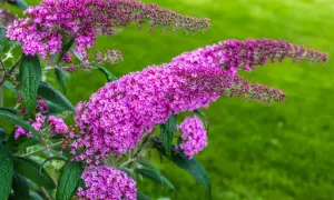Buddleja davidii, auch Schmetterlingsflieder genannt, blüht in leuchtendem Lila vor einem grünen Hintergrund.