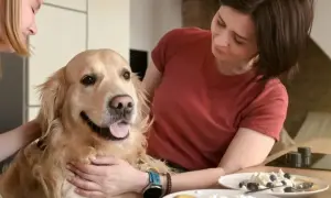 Dziewczyna i kobieta głaszczą złotego retrievera. Na stole deser z białym serem i jagodami, zastanawiasz się, czy pies może jeść biały ser?