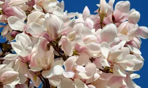 Kwitnąca magnolia, której delikatne płatki w odcieniach bieli i różu otwierają się na tle błękitnego nieba. Ta piękna magnolia potrzebuje żyznej ziemi.