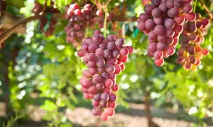 Przycinanie winogron: Kiedy, jak i po co? Poradnik krok po kroku.