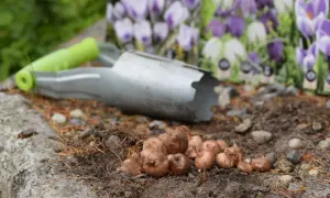 Kiedy sadzić krokusy? Cebulki krokusów i łopatka ogrodnicza leżą na ziemi, gotowe do posadzenia. W tle widać opakowania z kwitnącymi krokusami.