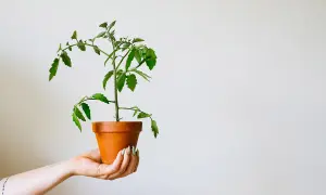 En hand håller en kruka med en tomatplanta. Snart blir det dags att tjuva tomater från denna lilla planta.