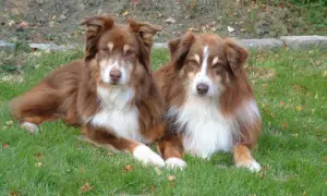 Zwei braune Mini Australian Shepherds liegen entspannt im Gras.
