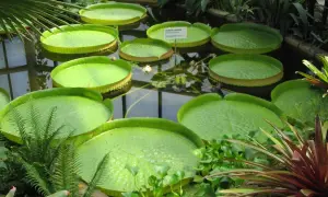 Gigantyczne lilie wodne w ogrodzie botanicznym Liberec. Woda odbija zieleń liści i szklany dach oranżerii.