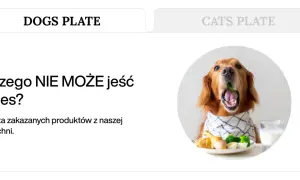 Złoty retriever z brokułem w pysku, obok talerz z jedzeniem i mlekiem. Temat: czego nie mogą jeść psy.