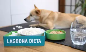Łagodna dieta dla psa: ryż, gotowane mięso i woda. Gdy pies ma wymioty, takie jedzenie pomoże mu wrócić do formy.