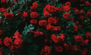Gęsty krzew pełen intensywnie czerwonych róż. Idealny czas, kiedy sadzić róże, to wiosna lub jesień, by cieszyć się ich pięknem.
