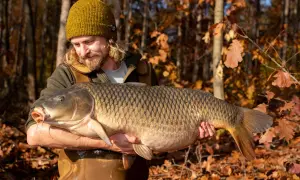 Glücklicher Angler hält stolz einen riesigen Karpfen im Herbstwald. Ein erfolgreicher Tag beim Karpfen angeln im Herbst.