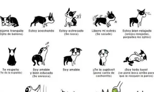Ilustración de perros mostrando señales de calma y estrés. Un perro relajado, otro estresado rascándose, uno sacudiéndose y otro pidiendo mimos.